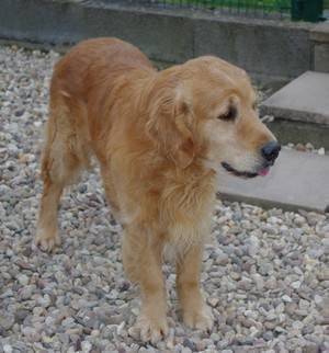 Sorbonne - Golden Retriever Mâle (7 mois)