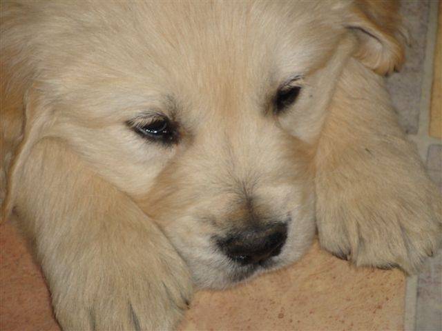 Foxy - Golden Retriever Mâle (3 mois)