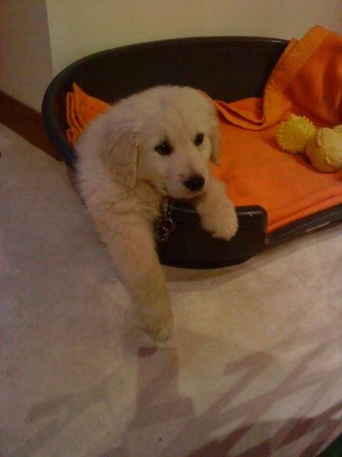 Golden Retriever - Fidjy - Golden Retriever