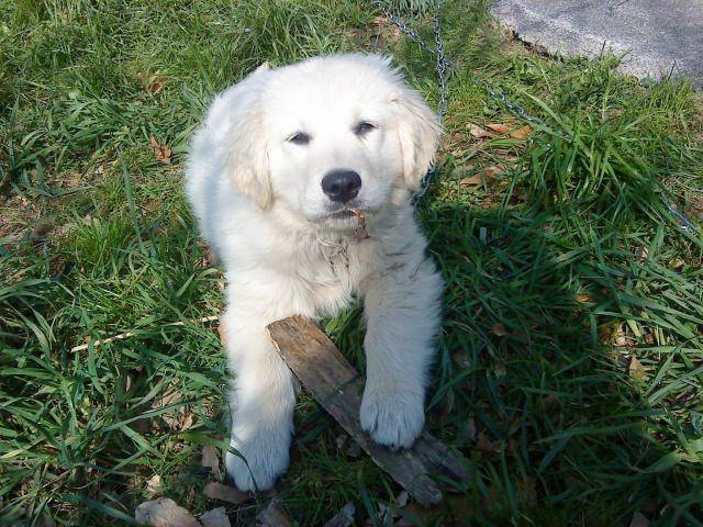 Golden Retriever - Fidjy - Golden Retriever