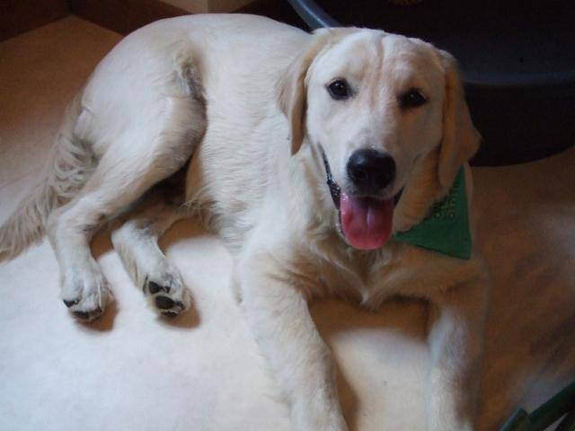 Golden Retriever - Fidjy - Golden Retriever