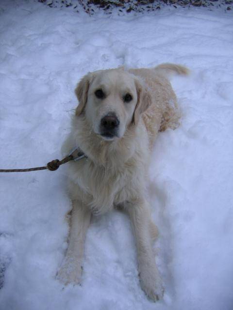 Golden retriever - Cannelle - Golden Retriever