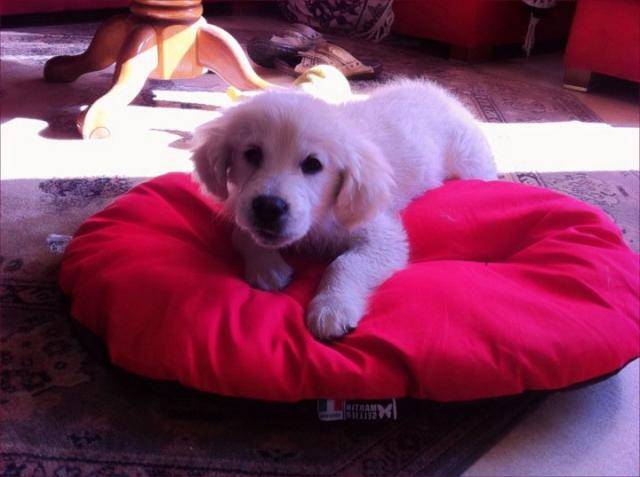 golden retriever - Golden Retriever