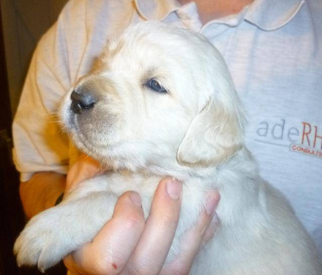 Google, le Golden Retriever - Golden Retriever