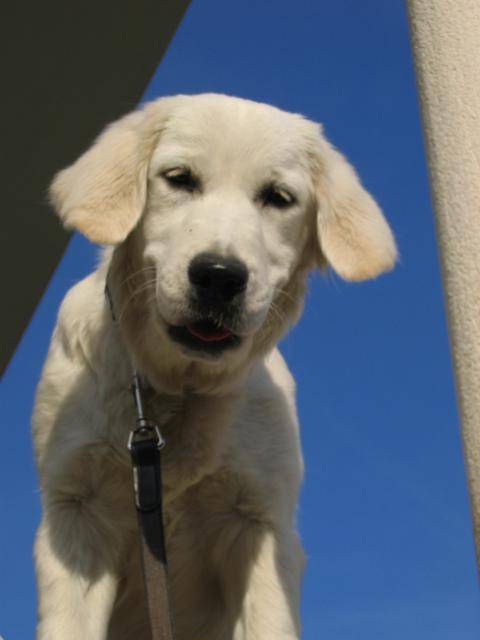 Fanny - Golden Retriever - Golden Retriever
