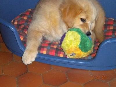 golden retriever gessie - Golden Retriever