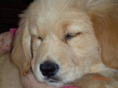 golden retriever gessie - Golden Retriever