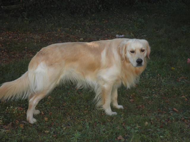 bibouche golden retriever - Golden Retriever