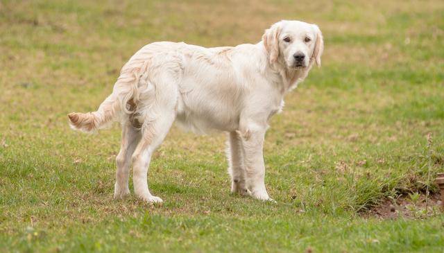 Hathor, golden retriever - Golden Retriever