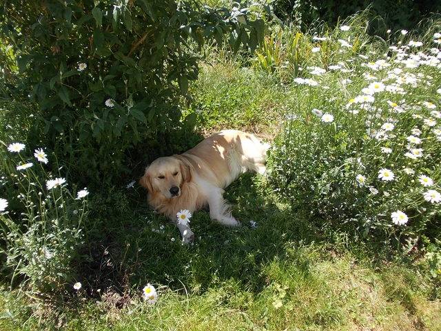 golden-retriever-115337.jpg - Golden Retriever