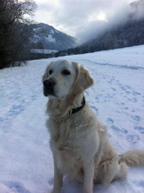 Fanny - Golden Retriever - Golden Retriever