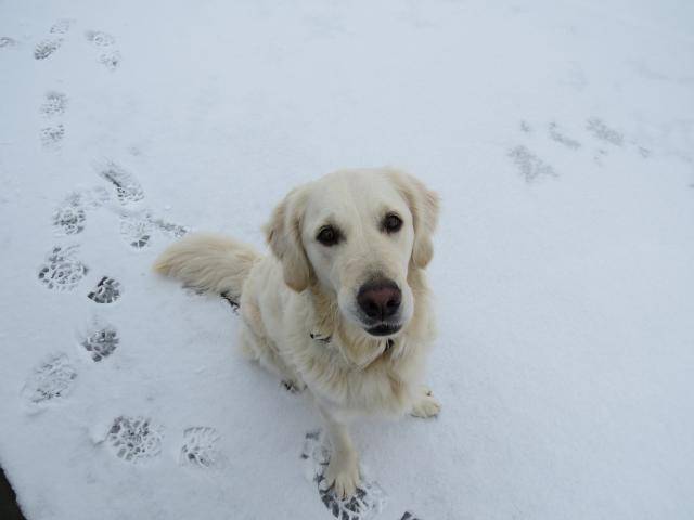 Fanny - Golden Retriever - Golden Retriever