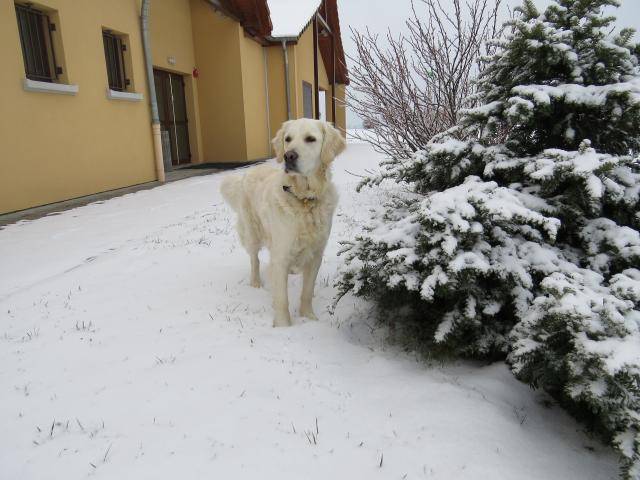 Fanny - Golden Retriever - Golden Retriever