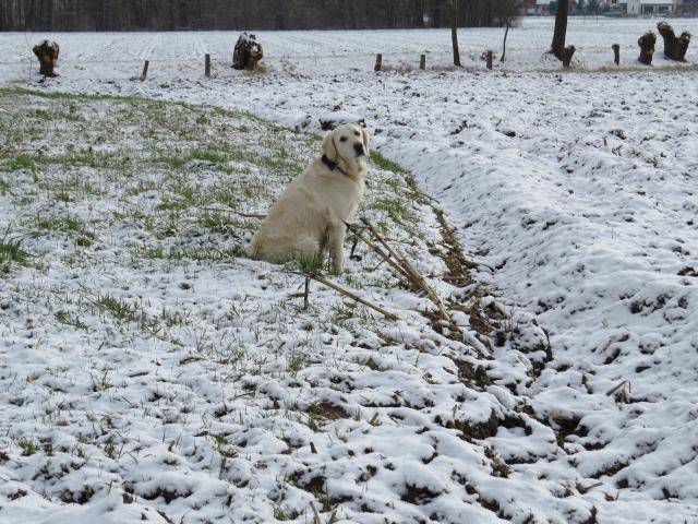 Fanny - Golden Retriever - Golden Retriever