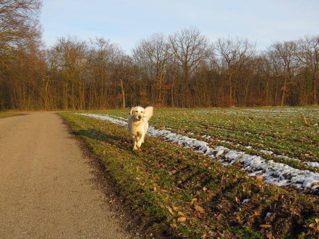 Fanny - Golden Retriever - Golden Retriever