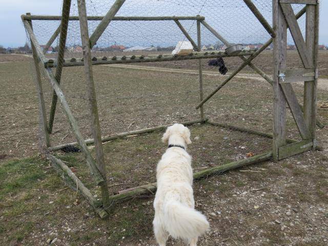 Fanny - Golden Retriever - Golden Retriever