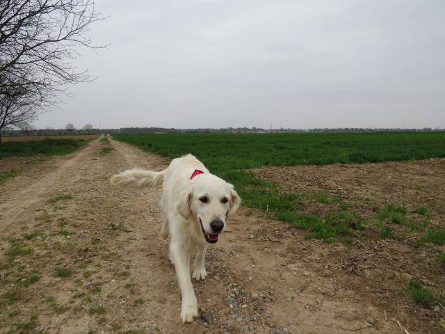 Fanny - Golden Retriever - Golden Retriever