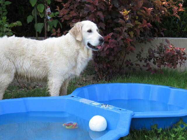 Fanny - Golden Retriever - Golden Retriever