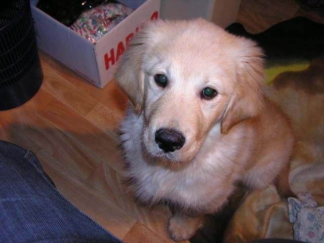 Cyrrus - Golden Retriever Mâle (4 mois)