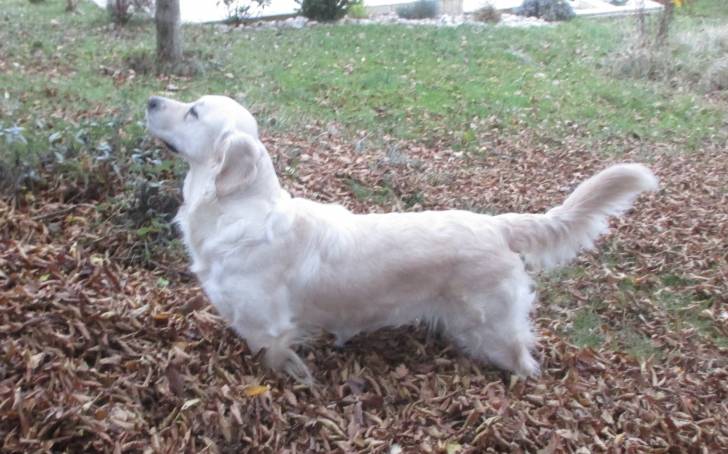 Vanille - Golden Retriever (3 ans)