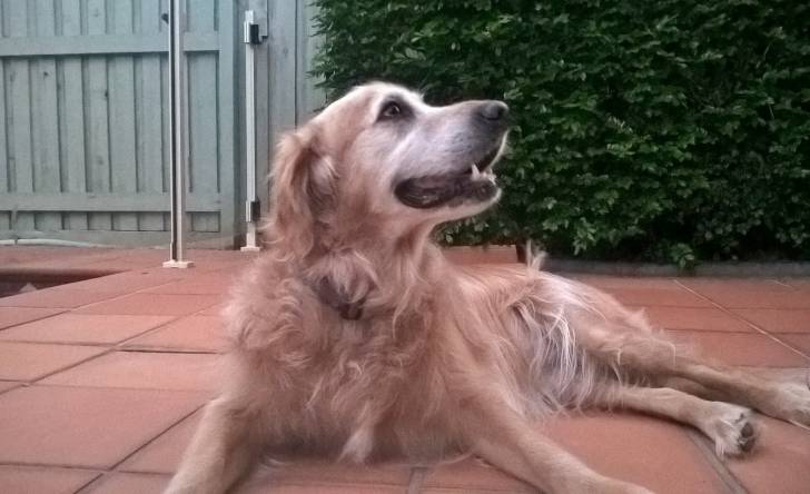 Holly - Golden Retriever (6 ans)