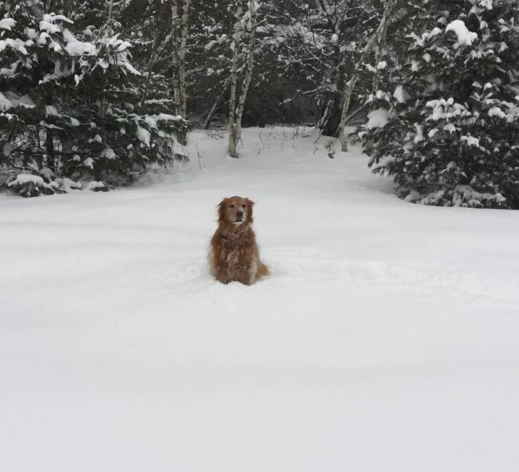 Alycin - Golden Retriever (6 ans)