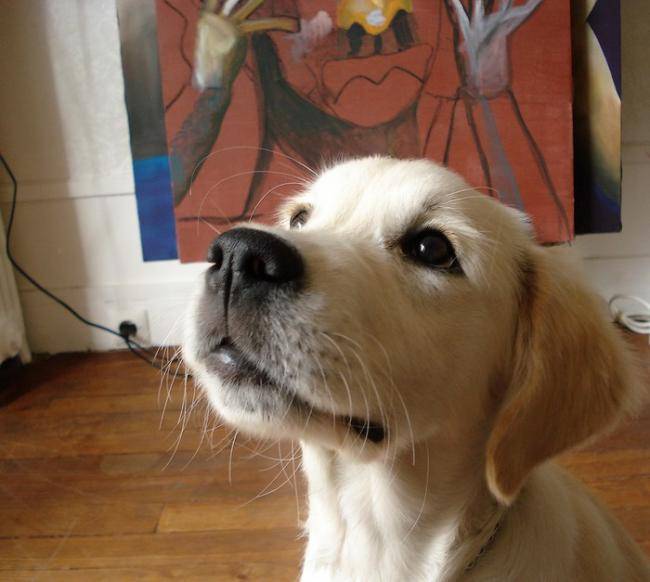 Cheyenne du Copain Fidèle dite Dali - Golden Retriever