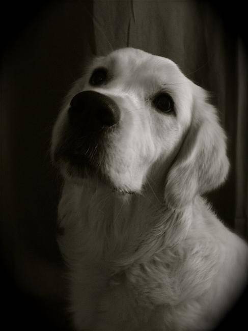 Cheyenne du Copain Fidèle dite Dali - Golden Retriever