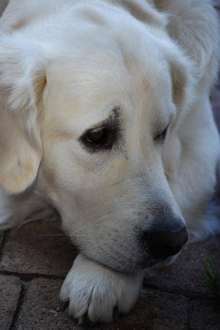 Athos-Hélios de la Barraz - Golden Retriever