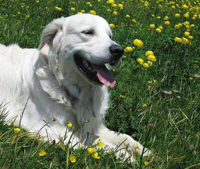 Athos-Hélios de la Barraz - Golden Retriever