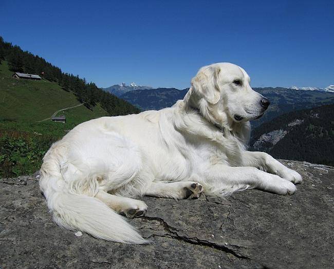 Athos-Hélios de la Barraz - Golden Retriever