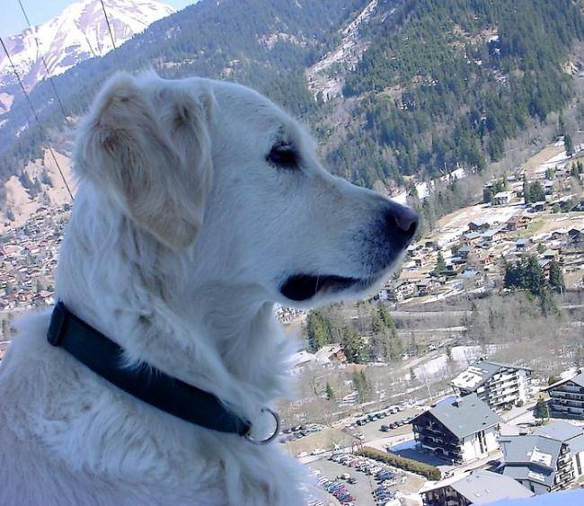 Golden Retriever : Papeete des Abellies d'Aulay - Golden Retriever