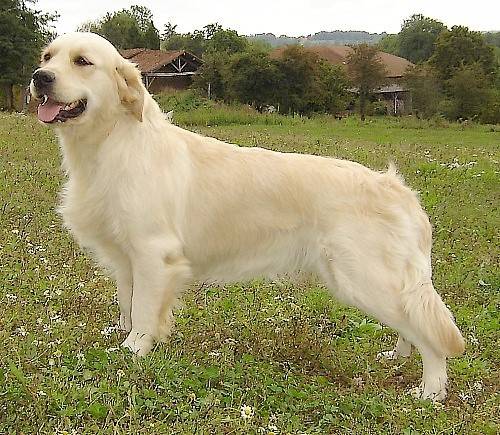 Photo de Golden Retriever : Arasia d'Escolore - Golden Retriever
