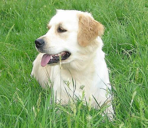 Photo de Arasia d'Escolore a 14 mois - Golden Retriever (1 an et 2 mois)