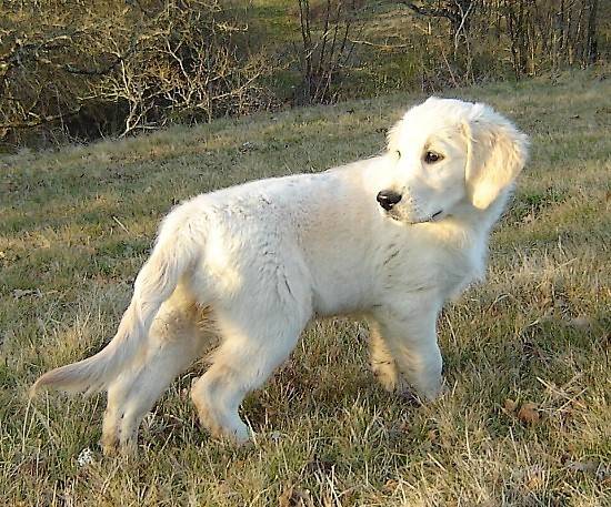 Golden Retriever : Callypso de la Tribu d'Arésia - Golden Retriever