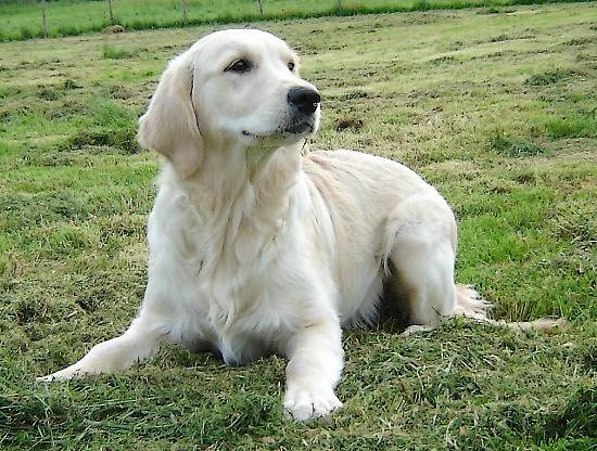 Golden Retriever : Callypso de la Tribu d'Arésia - Golden Retriever