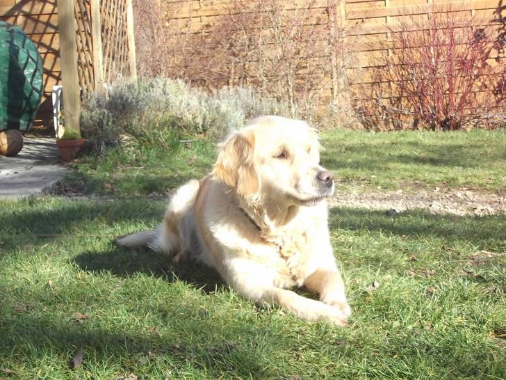 Tess ( Tessie ) - Golden Retriever (8 ans)