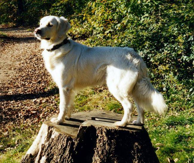 Golden Retriever : Papeete des Abellies d'Aulay - Golden Retriever