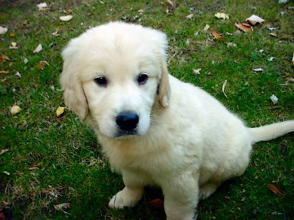 Dâira des Abellies d'Aulay - Golden Retriever