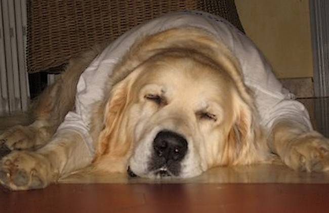 Prescott Golden Retriever - Golden Retriever