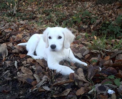 Chucky des Abellies d'Aulay - Golden Retriever
