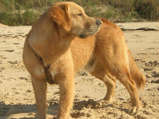 Caillou - Golden Retriever
