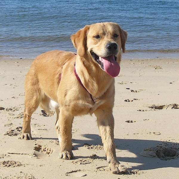 Caillou - Golden Retriever