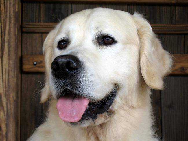Pinky des Abellies d' Aulay - Golden Retriever