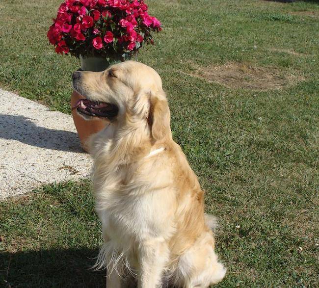CHIPPER DES ABELLIES D AULAY - Golden Retriever
