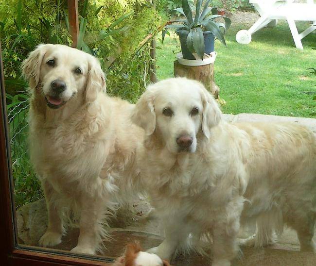 Roxanne et Reine - Golden Retriever