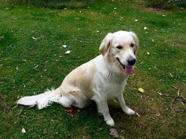 Dâira des Abellies d'Aulay - Golden Retriever