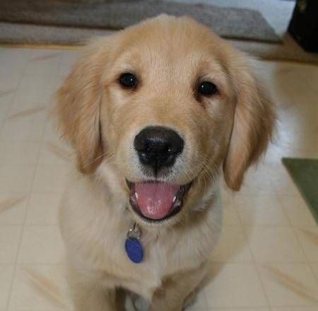 Frosty - Golden Retriever Mâle (2 mois)
