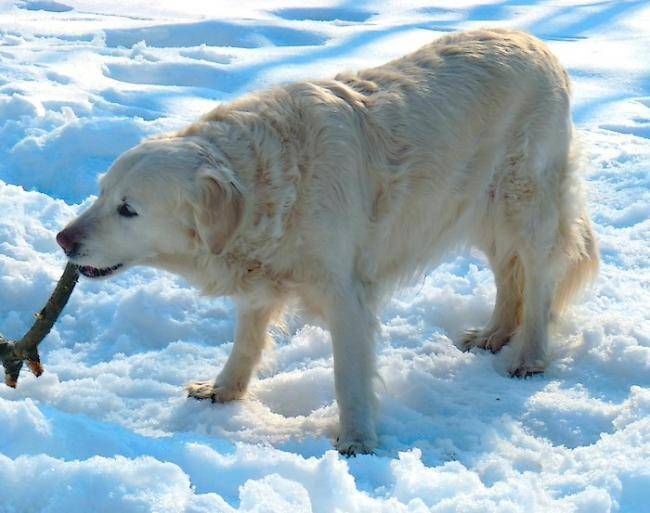Papeete des Abellies d'Aulay, 11 ans - Golden Retriever (11 ans)
