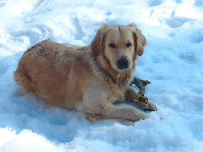 Dâira des Abellies d'Aulay - Golden Retriever